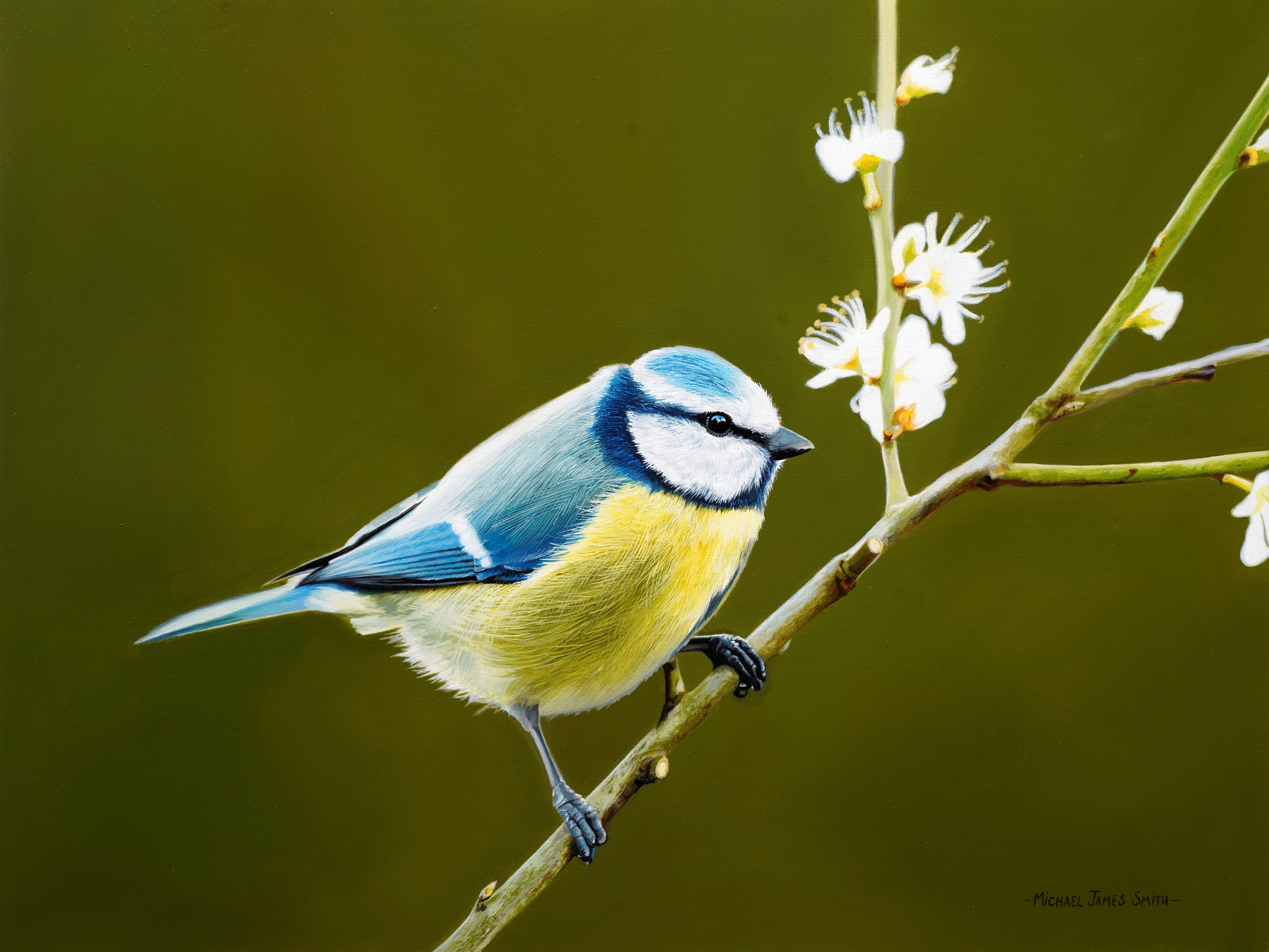 New Lesson 'Blue Tit' Now available