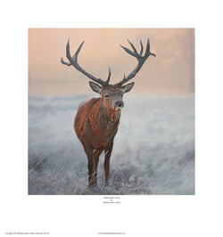 "Christmas Stag" Open edition print